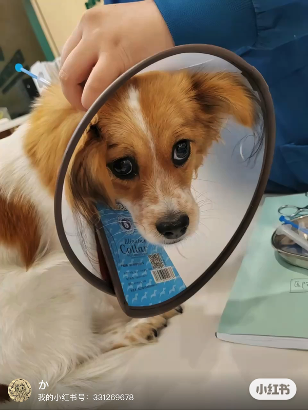 拜仁慕尼黑主教练突发心脏病，紧急送医治疗的简单介绍
